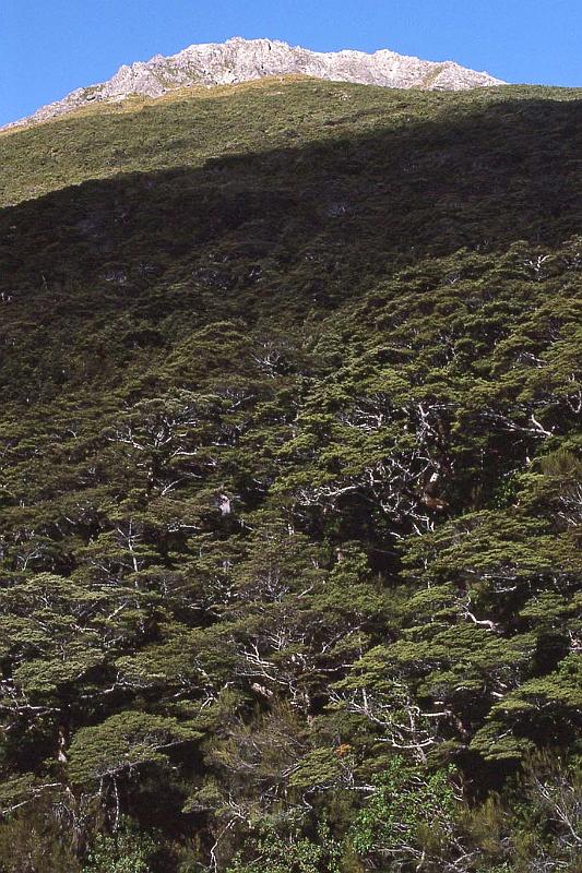 WT 0200 039-28 New Zealand.jpg